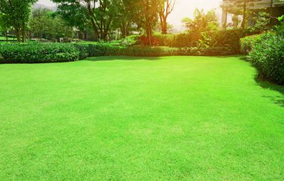 Support the Local Ecosystem with Organic Lawn Care!