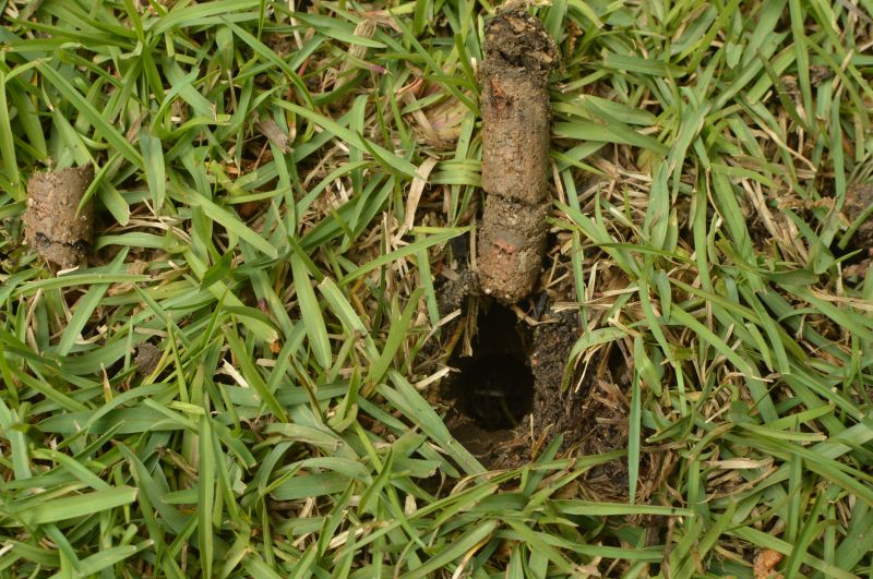 Cost of Organic Lawn Care — Cost of Organic Lawn Care