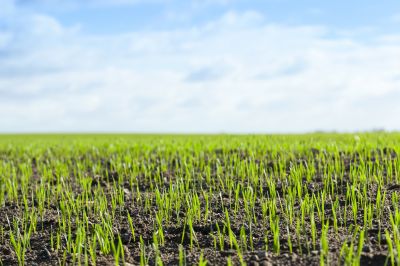 Grass Seeding Service in Ventura County, CA