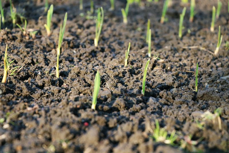 Healthy Soil Profile