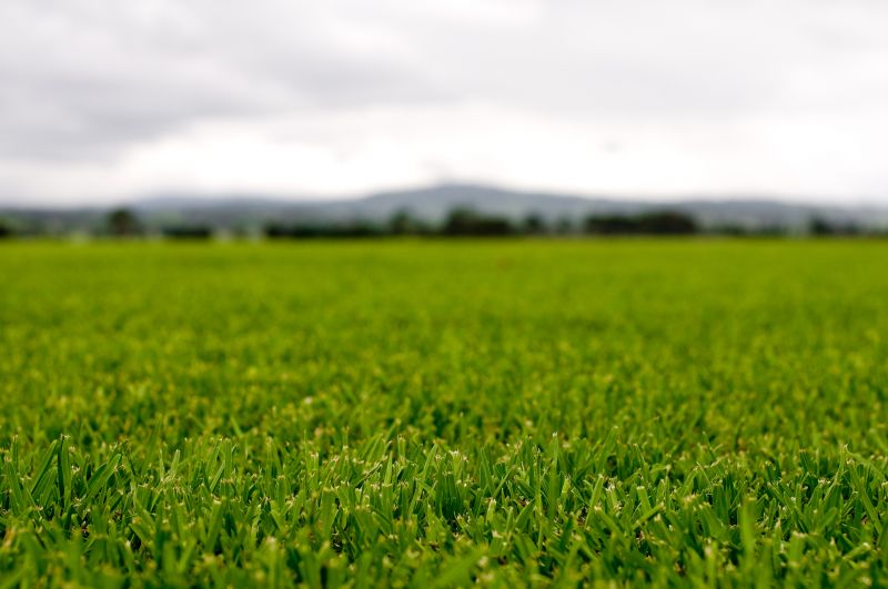 Healthy Organic Lawn