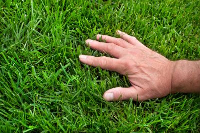 Get Lush and Vibrant Grass Using Organic Lawn Care!